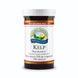 Kelp / Келп (бурая водоросль)
